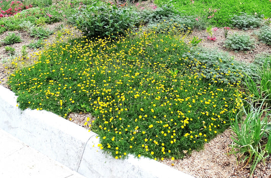 Cotula 'Tiffindell Gold'