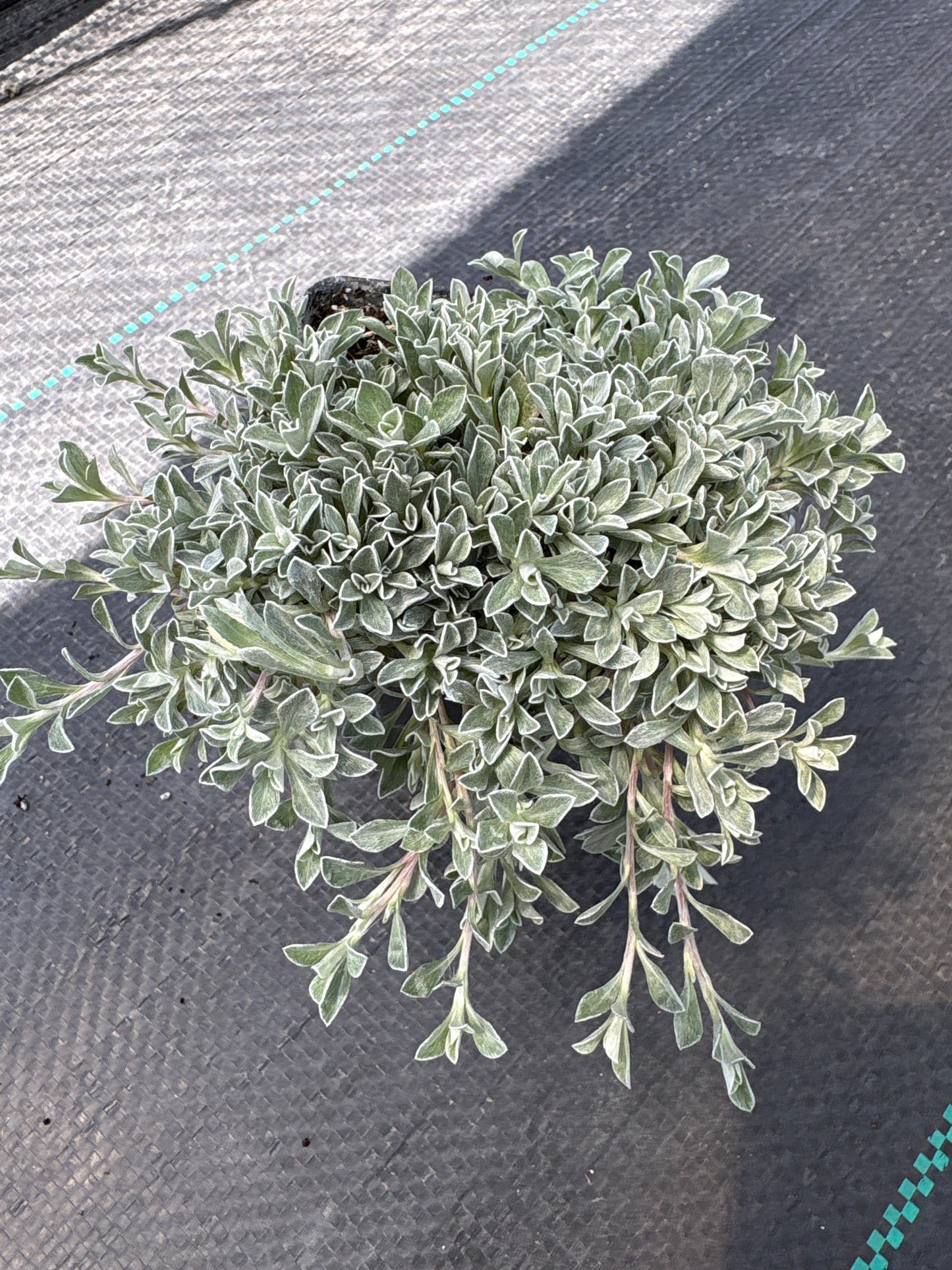 Antennaria McClintock' s Variety (Pussytoes)