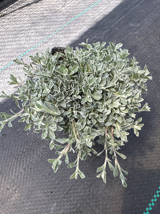 Antennaria McClintock' s Variety (Pussytoes)