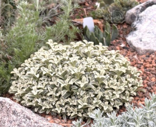 Cerastium candidissimum