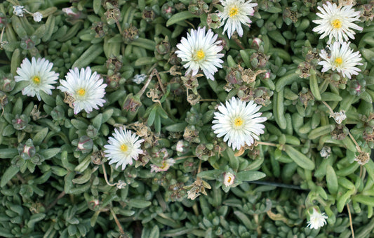 Delosperma 'Oberg'