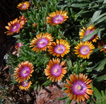 Delosperma 'Fire Spinner'
