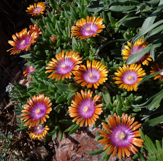 Delosperma 'Fire Spinner'