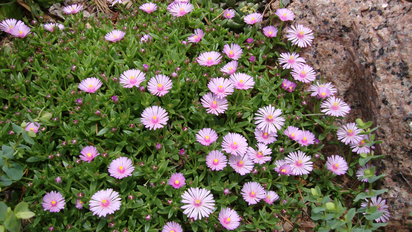 Delosperma 'Carlile Pink'