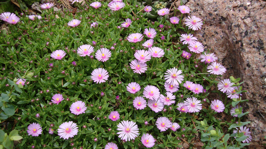 Delosperma 'Carlile Pink'