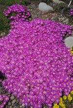 Delosperma Tiffindell (Ice Plant)