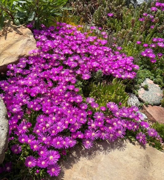 Delosperma cooperi