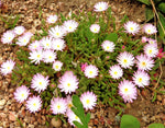 Delosperma 'Oberg'