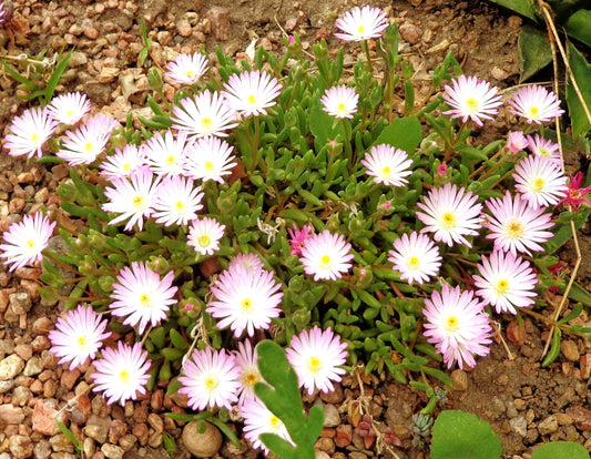 Delosperma 'Oberg'