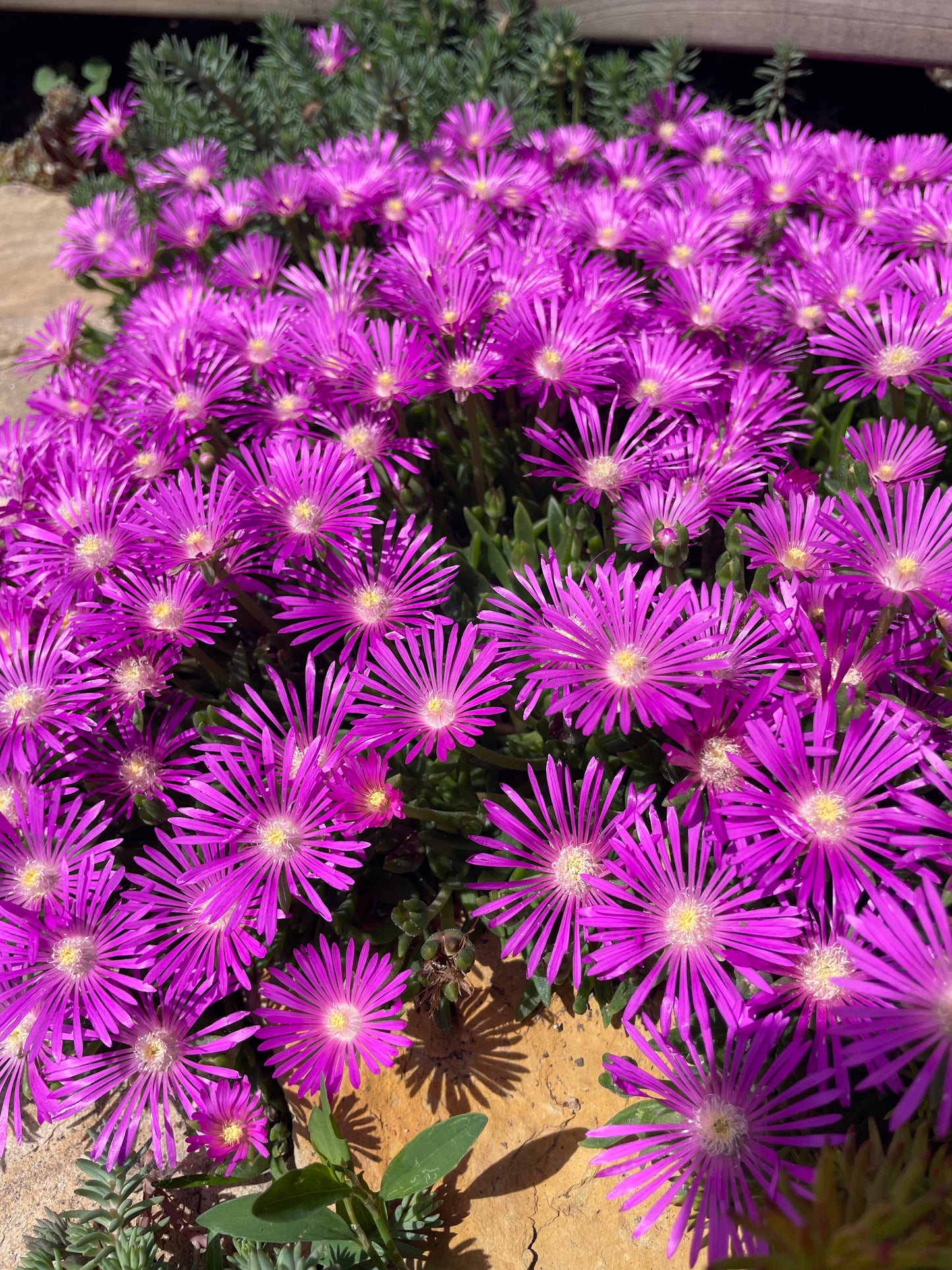 Delosperma cooperi
