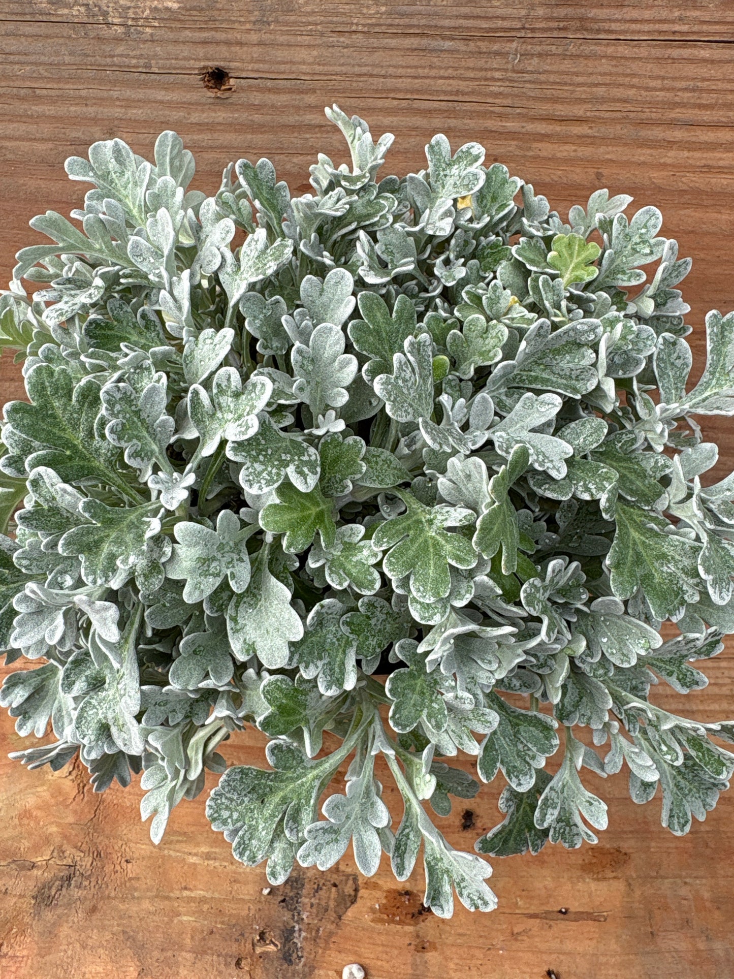 Artemisia stelleriana ‘Silver Brocade’