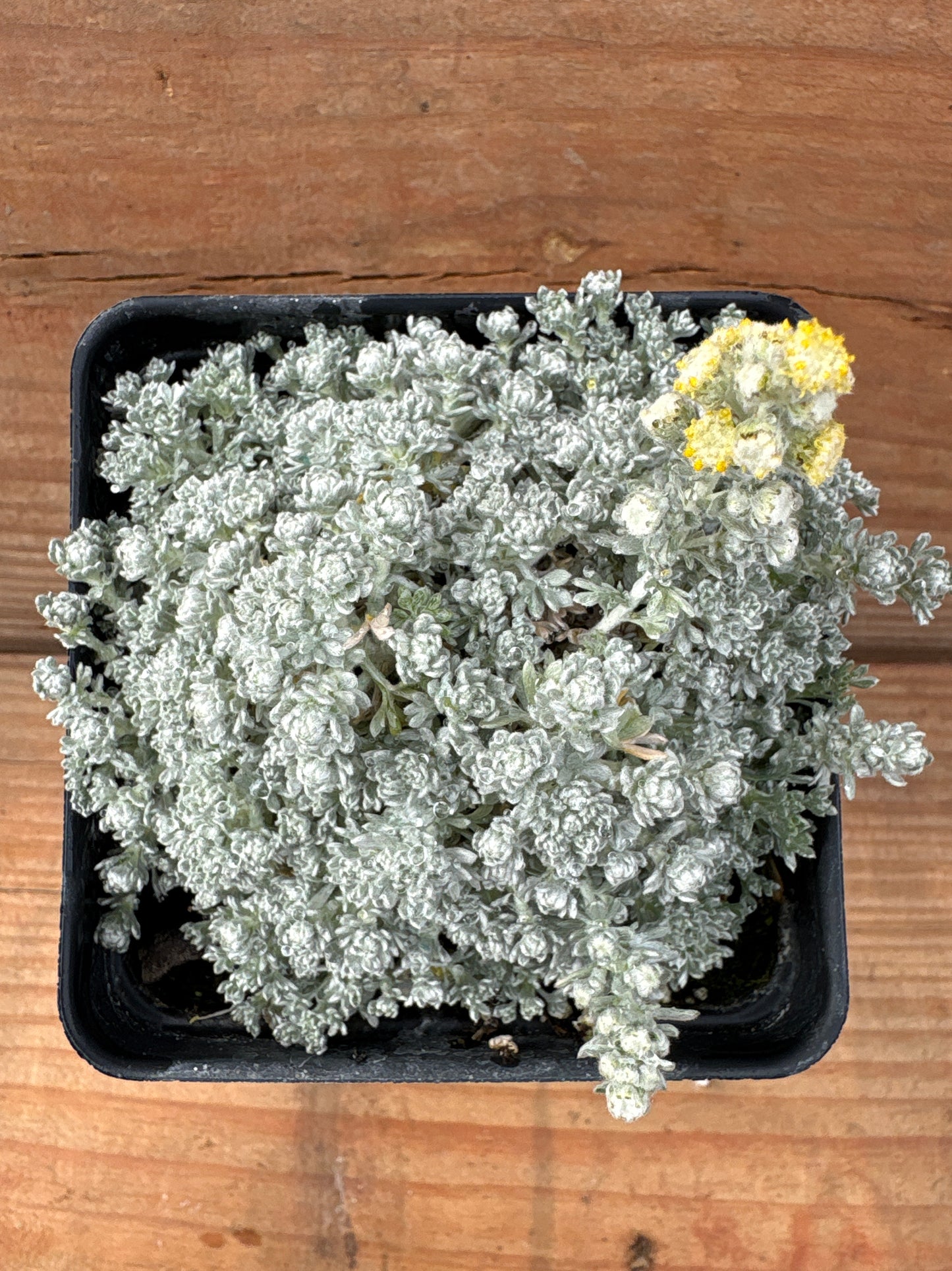 Artemisia caucasica 'silver spreader'