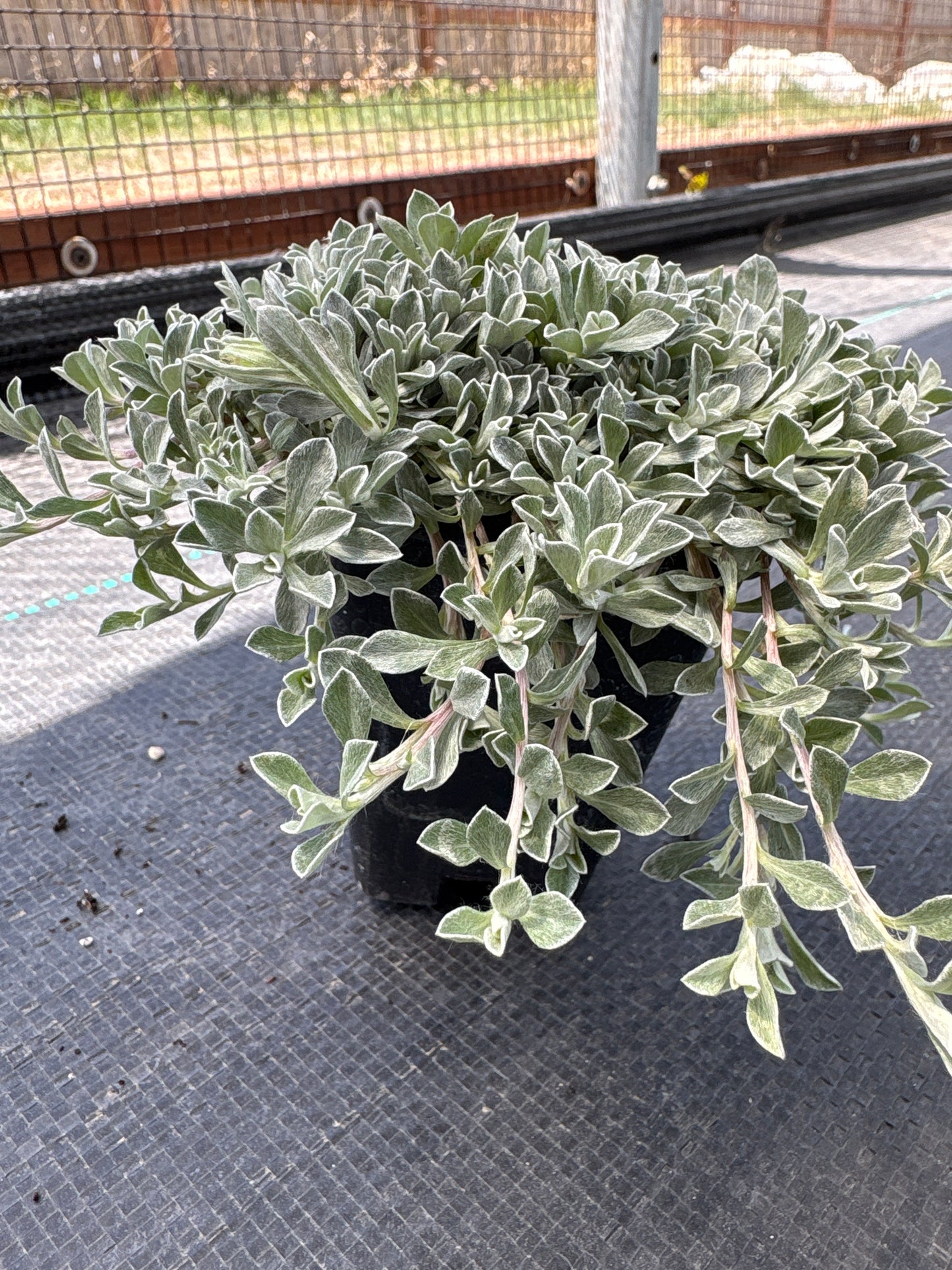 Antennaria McClintock' s Variety (Pussytoes)