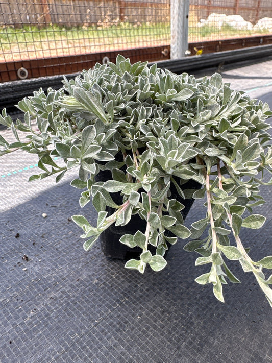 Antennaria McClintock' s Variety (Pussytoes)