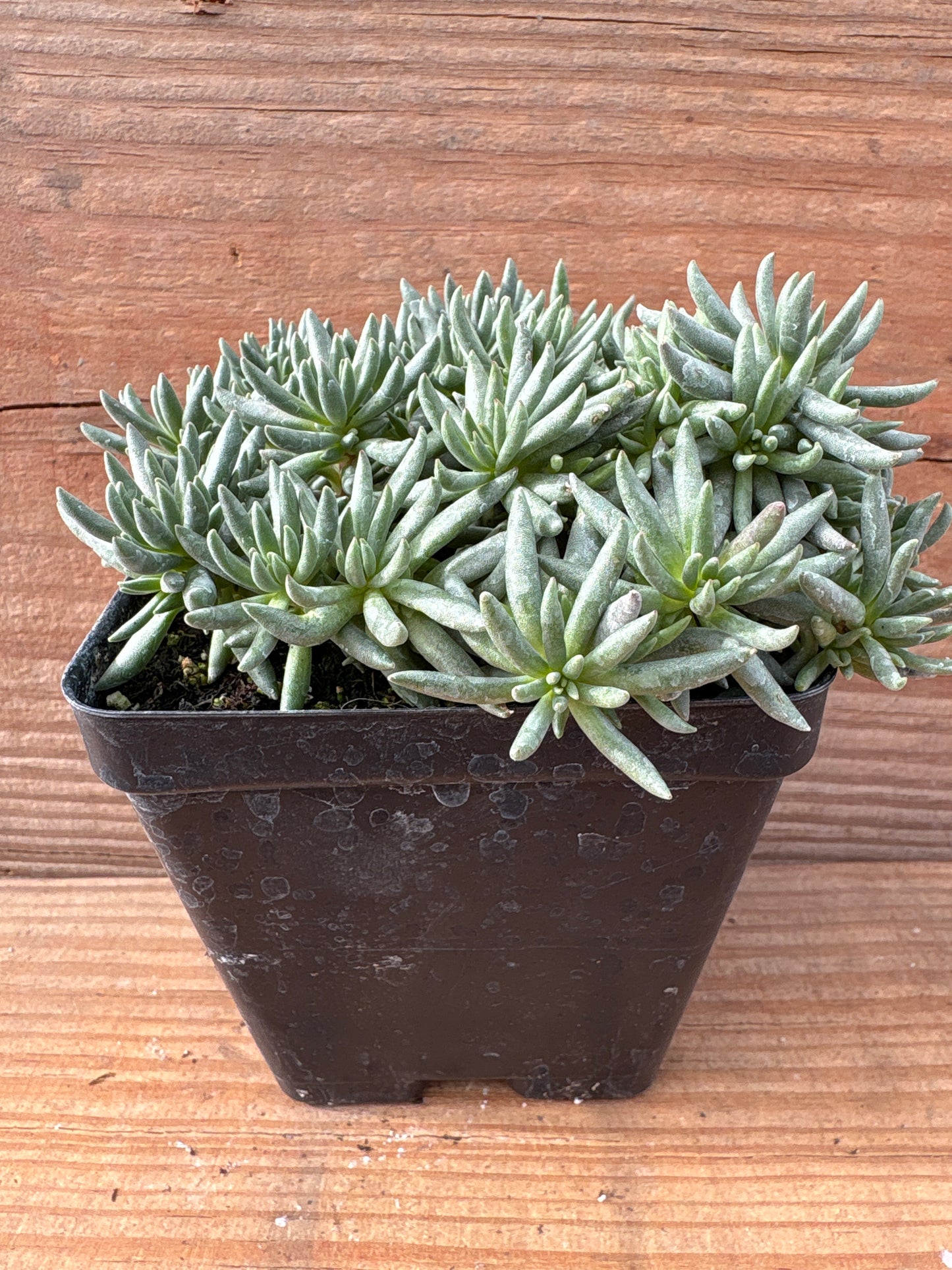 Sedum lanceolatum