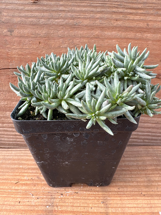 Sedum lanceolatum