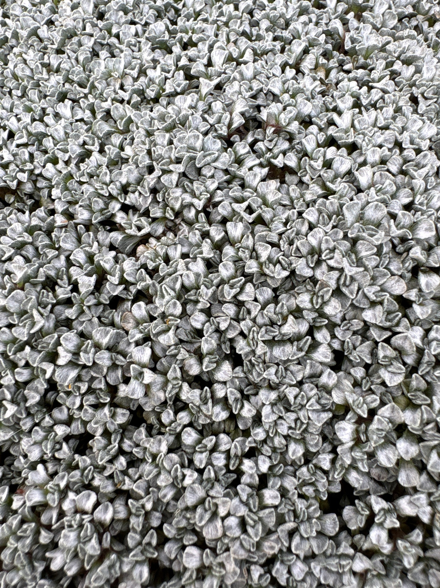 Raoulia tenuicaulis