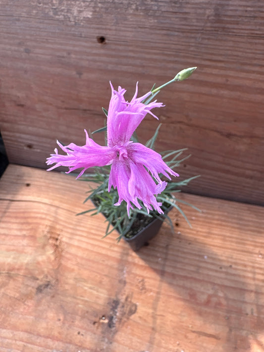 Dianthus plumarius