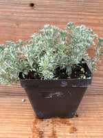 Artemisia frigida 'Silver Eagle'