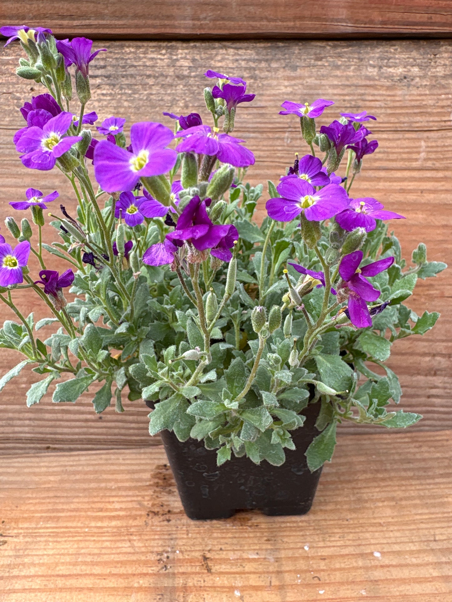 Aubrieta 'Whitewell Gem'