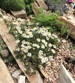 Erigeron scopulinus