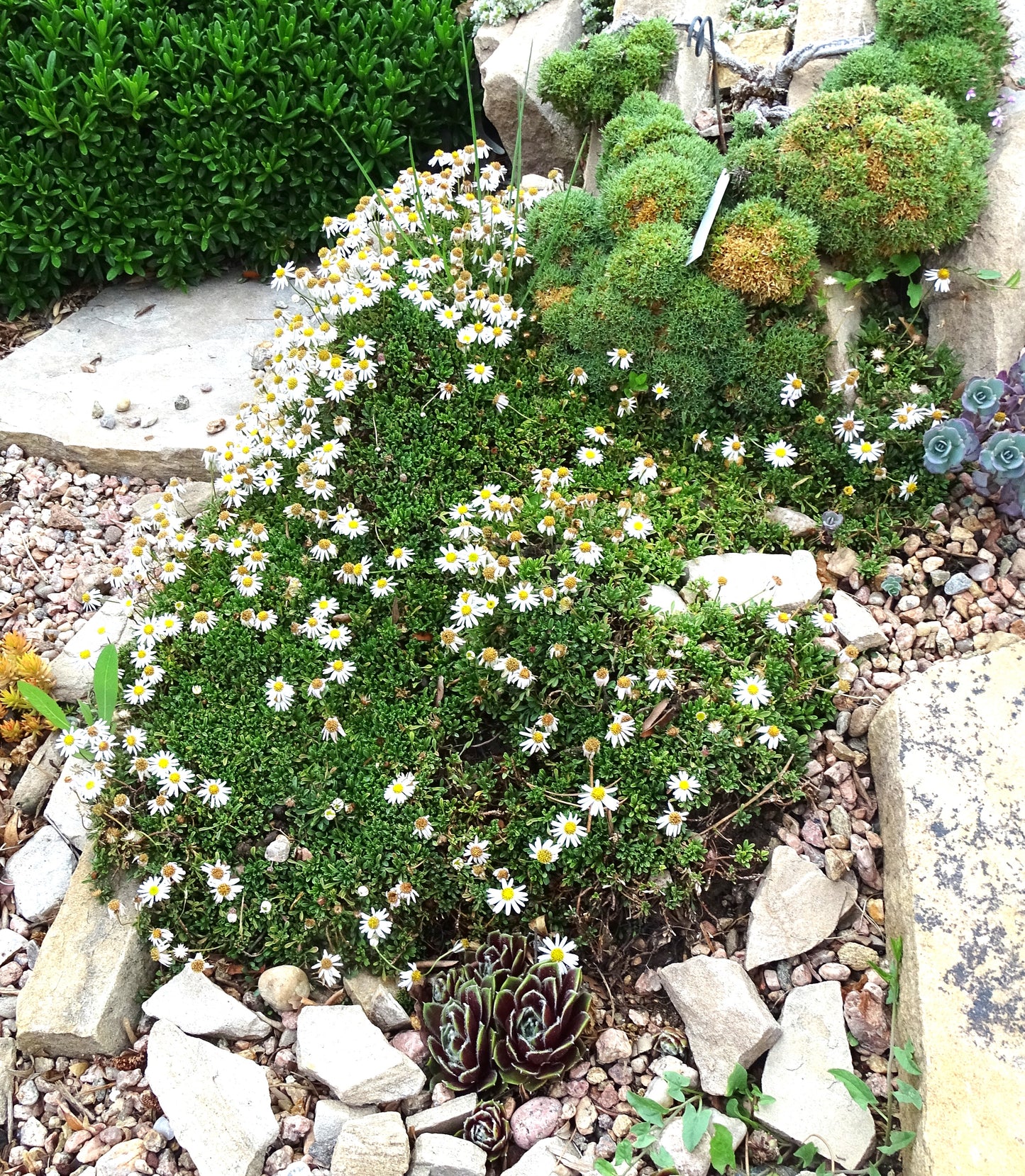 Erigeron scopulinus