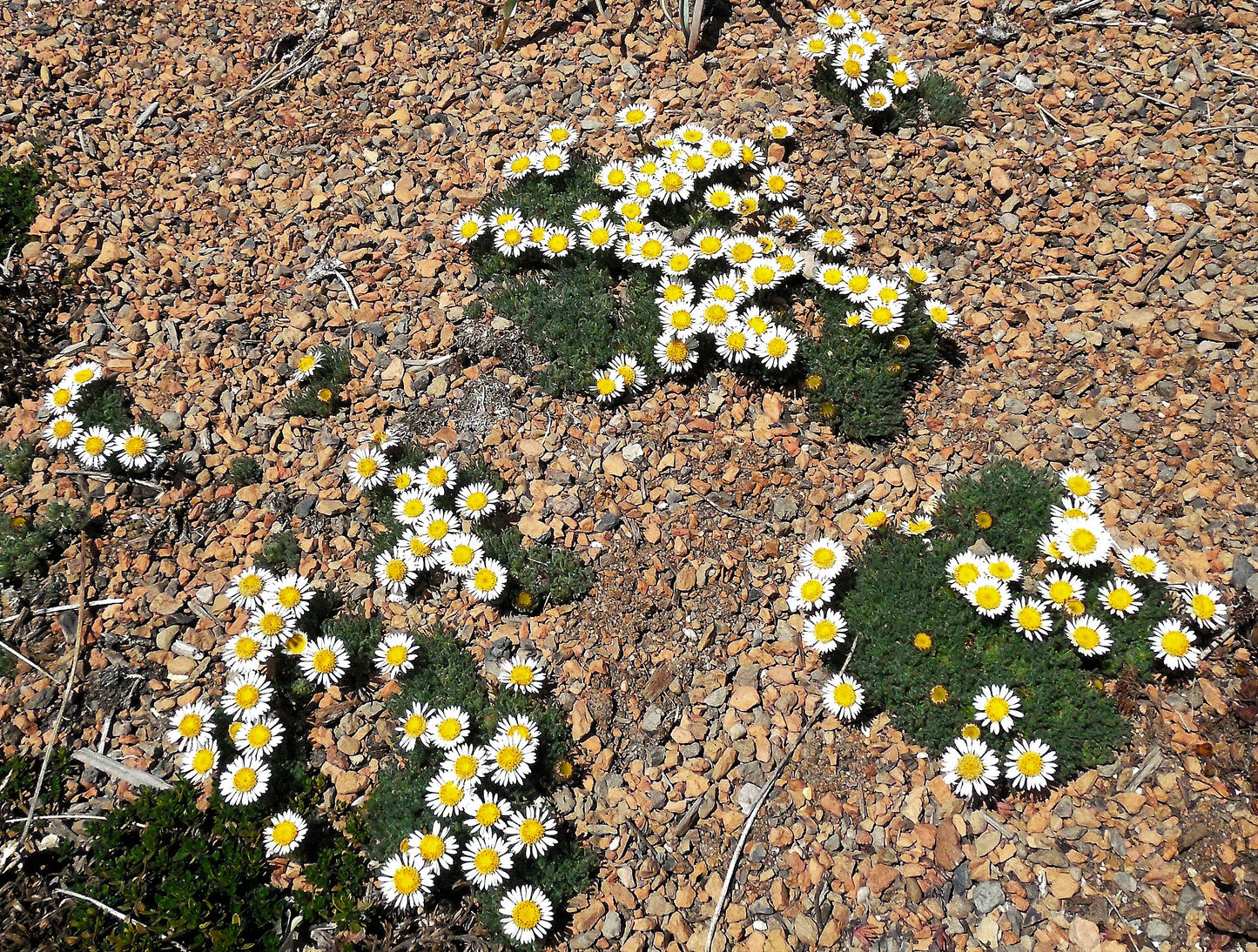 Erigeron compositus