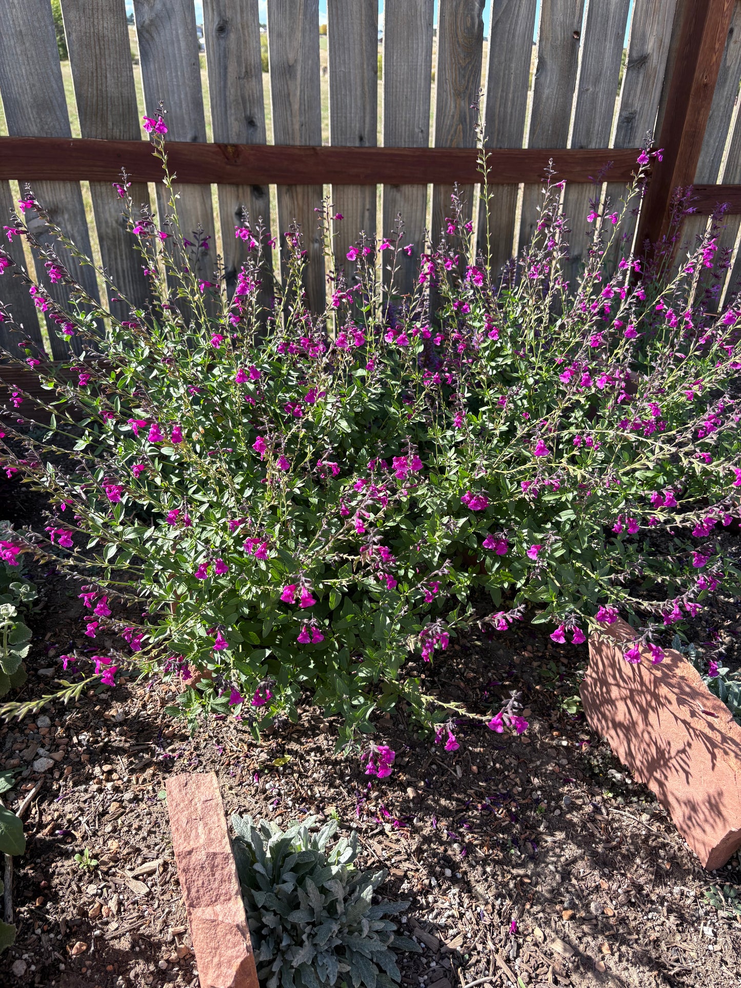 Salvia FlowerKisser® Royal Rose