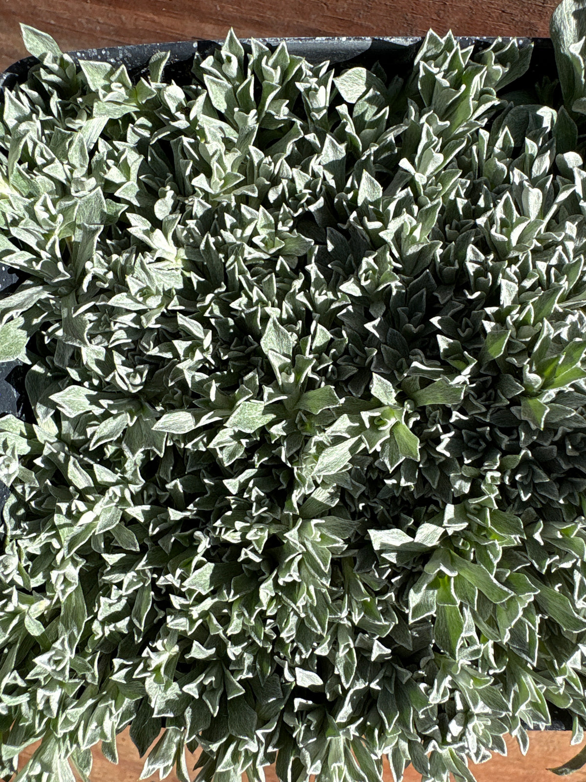Anaphalis alpicola