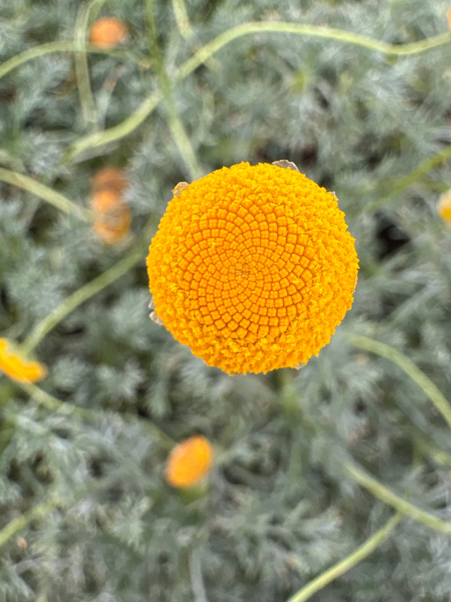 Cotula 'Tiffindell Gold'