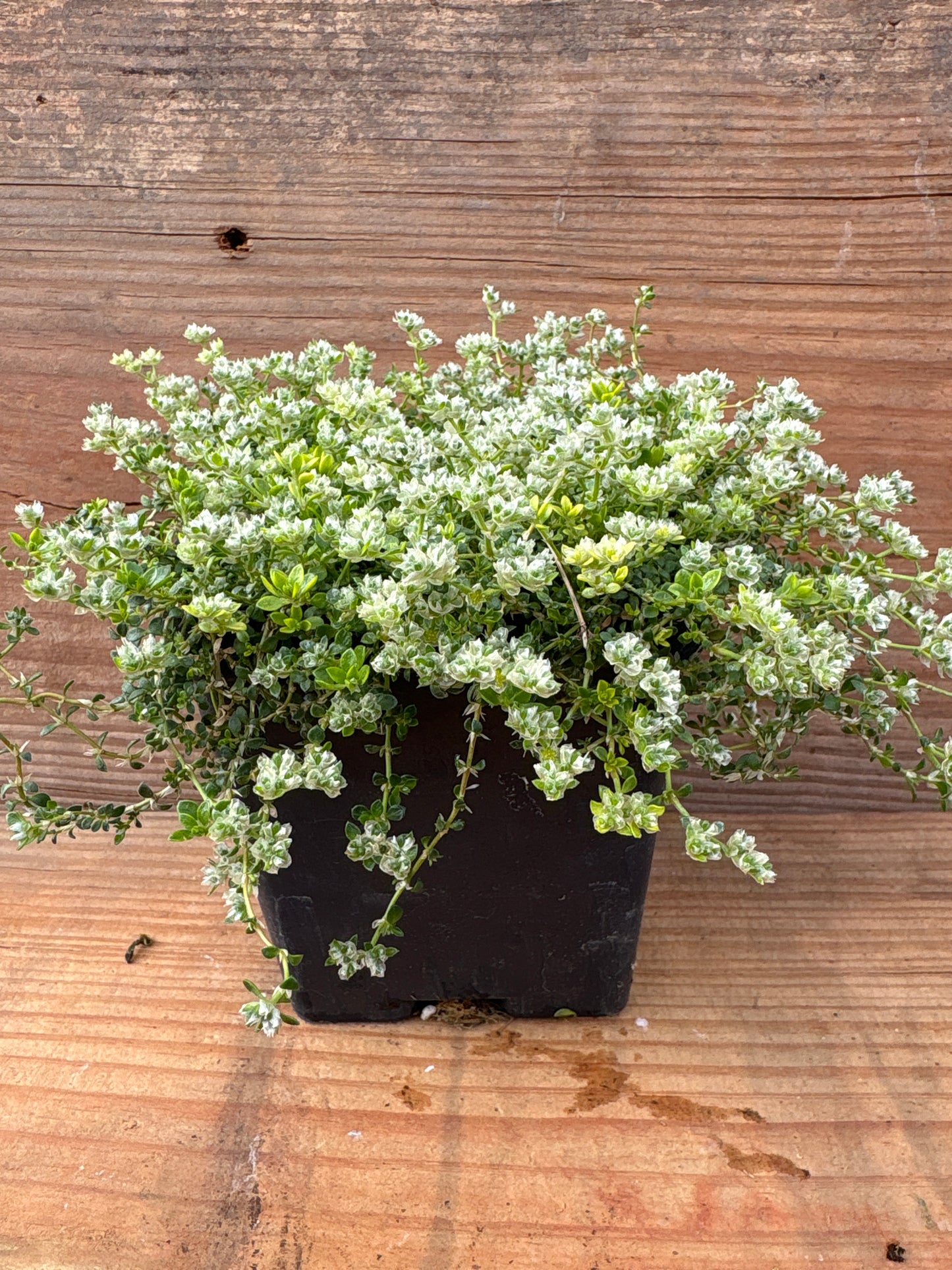 Paronychia kapela ssp. serpyllifolia (Nailwort)