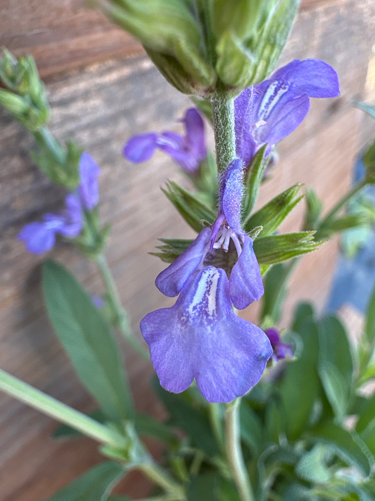 Salvia officinalis 'Minimus'