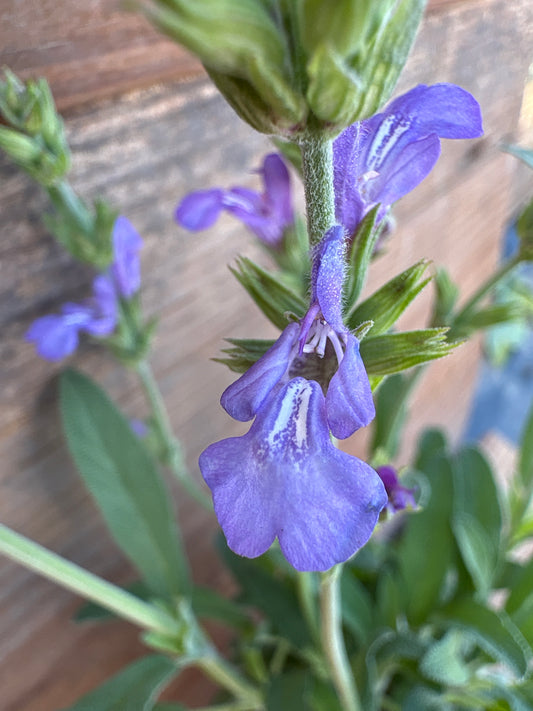 Salvia officinalis 'Minimus'