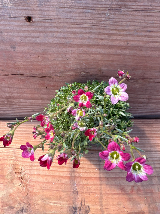 Saxifraga arendsii ‘Purple Robe’