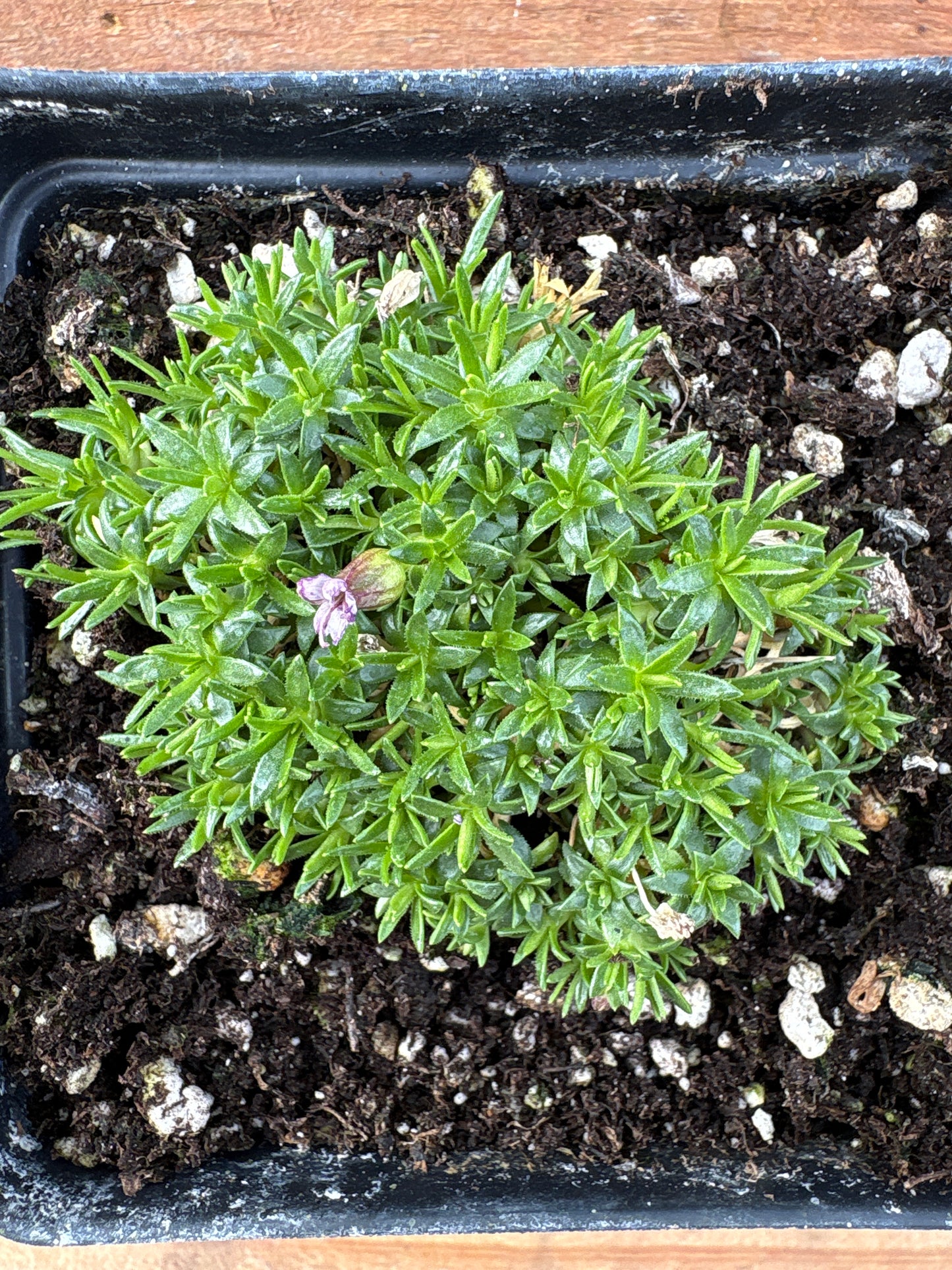 Silene acaulis 'Pedunculata'