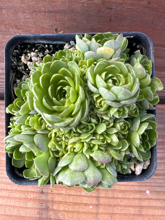 Rosularia muratdaghensis