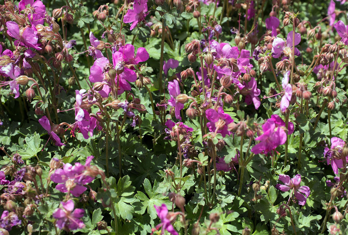 Geranium hybrid 'Crystal Rose'