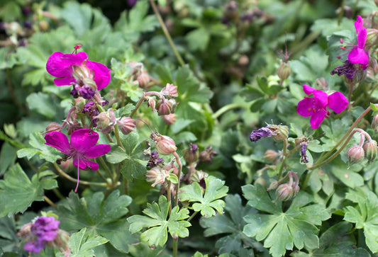 Geranium cantabrigiense  'Intense'
