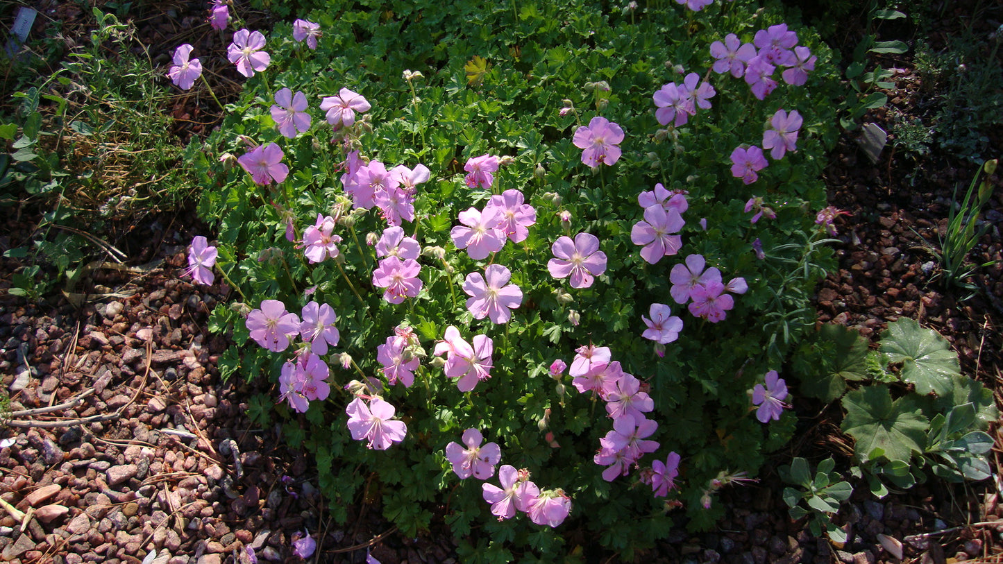 Geranium dalmatian pink cranesbill