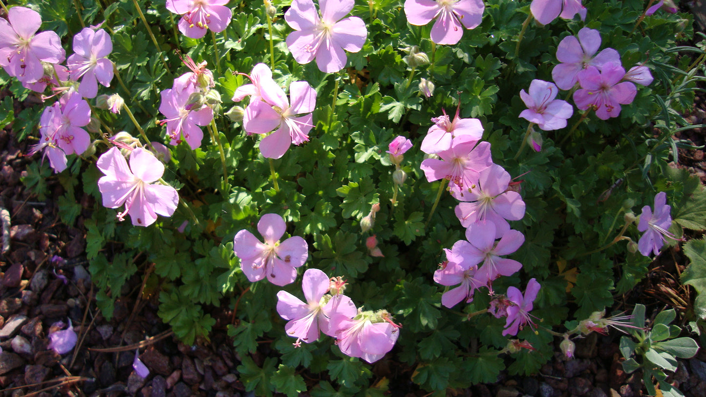 Geranium dalmatian pink cranesbill