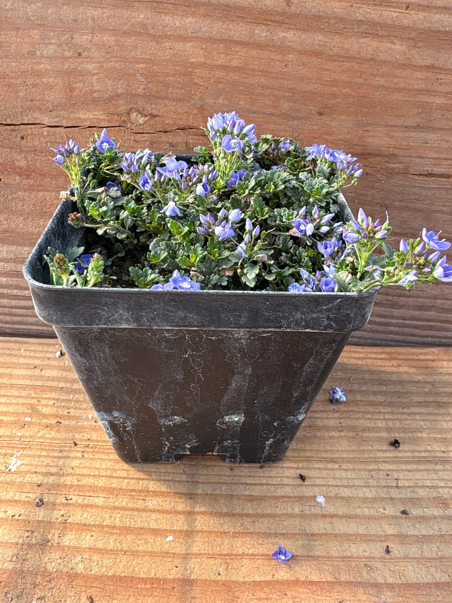 Veronica oltensis