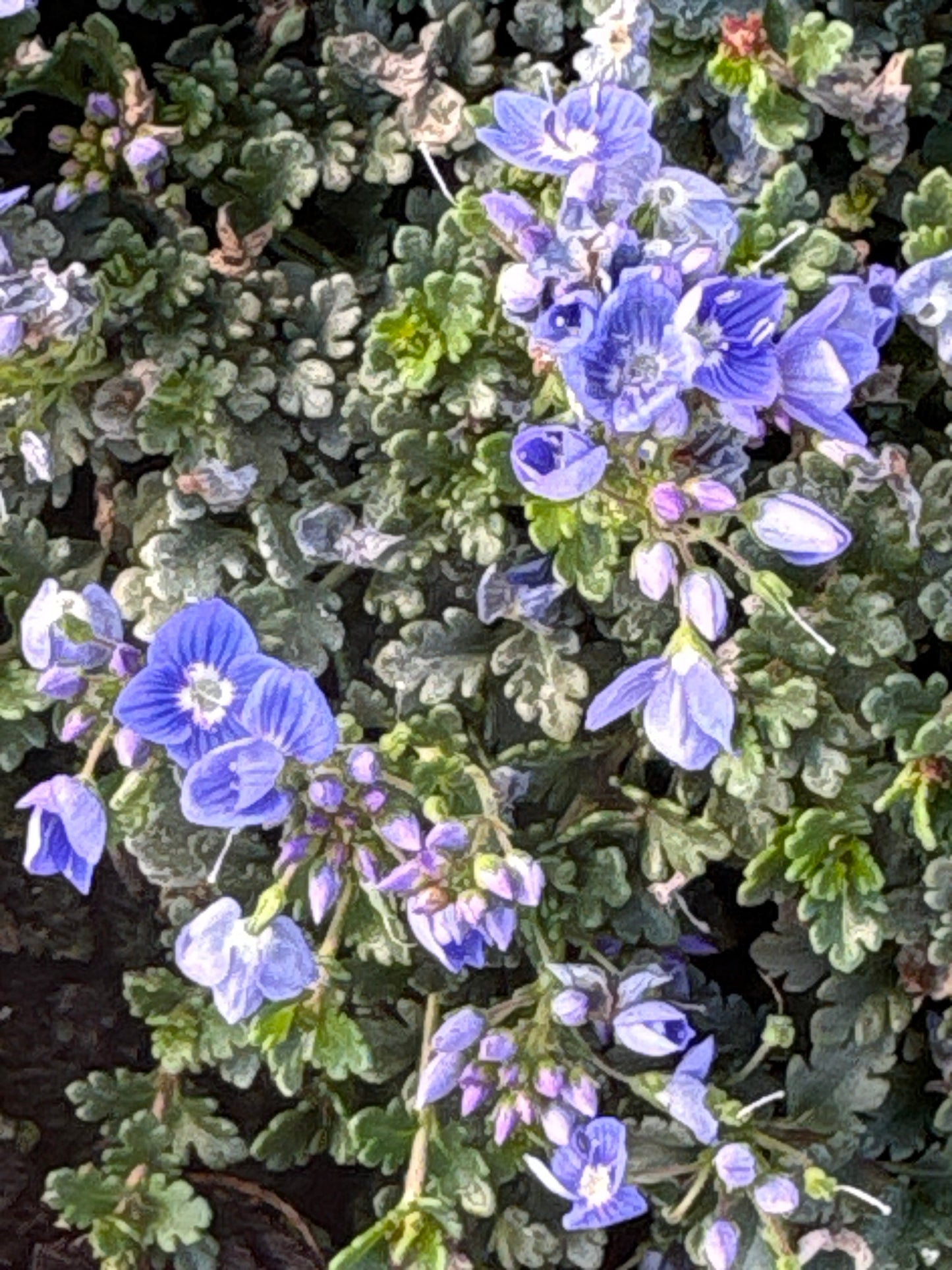Veronica oltensis