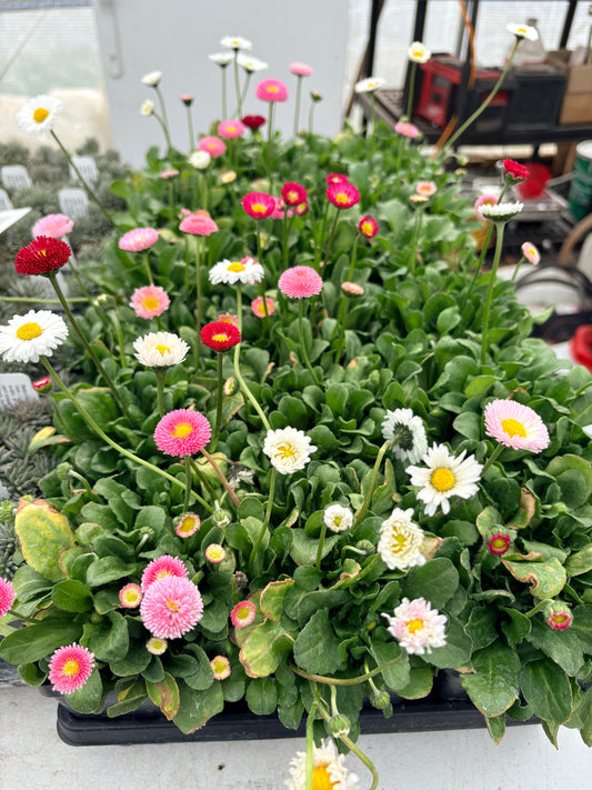Bellis perennis Pomponette Mix