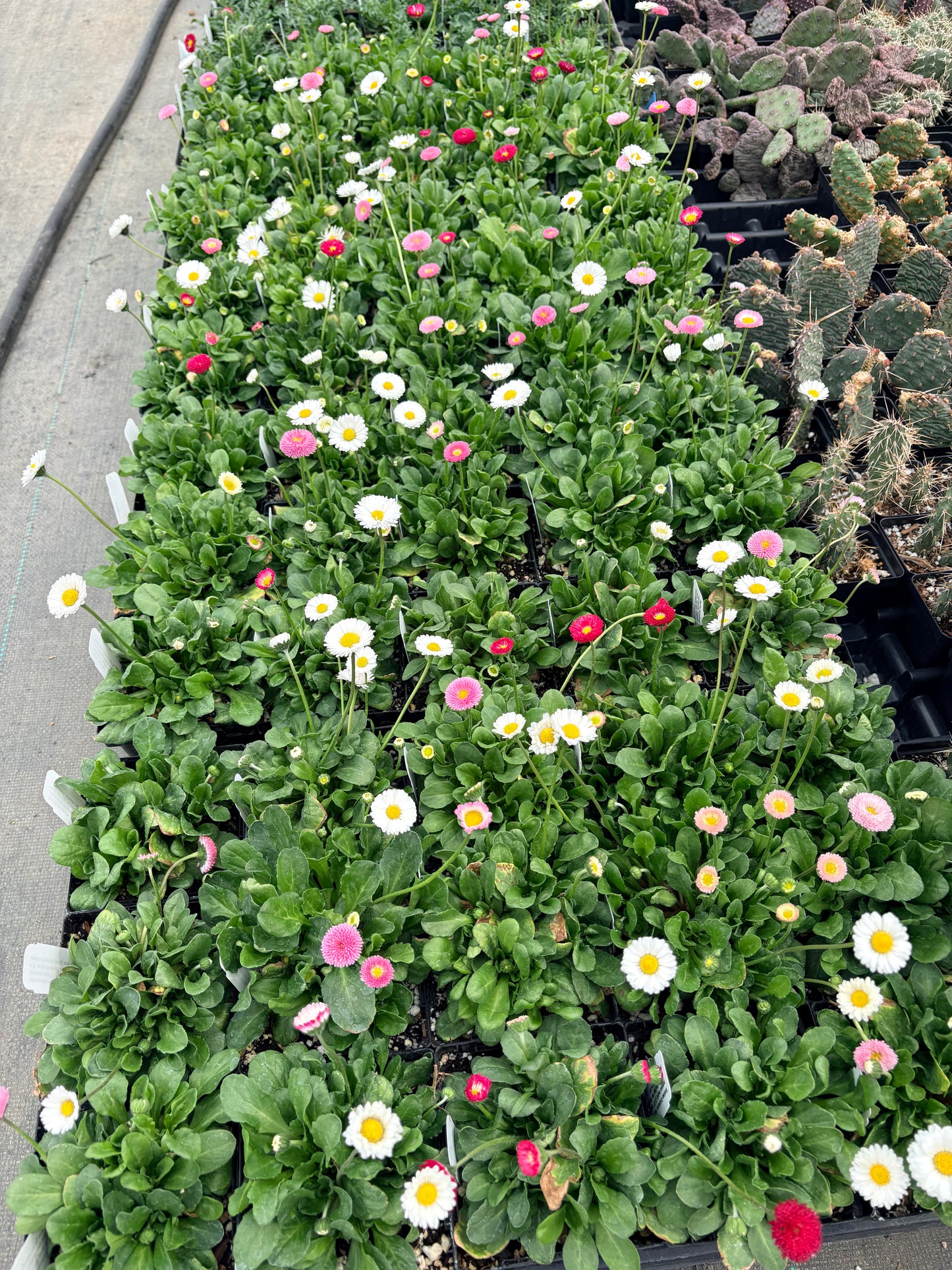 Bellis perennis Pomponette Mix