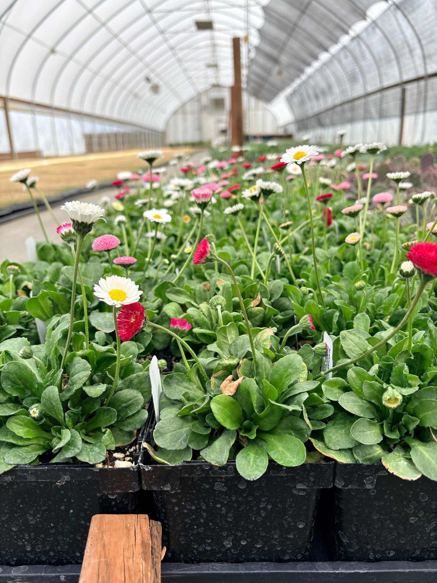 Bellis perennis Pomponette Mix