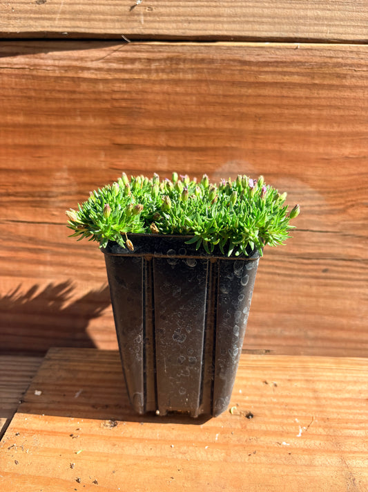 Silene acaulis 'Pedunculata'