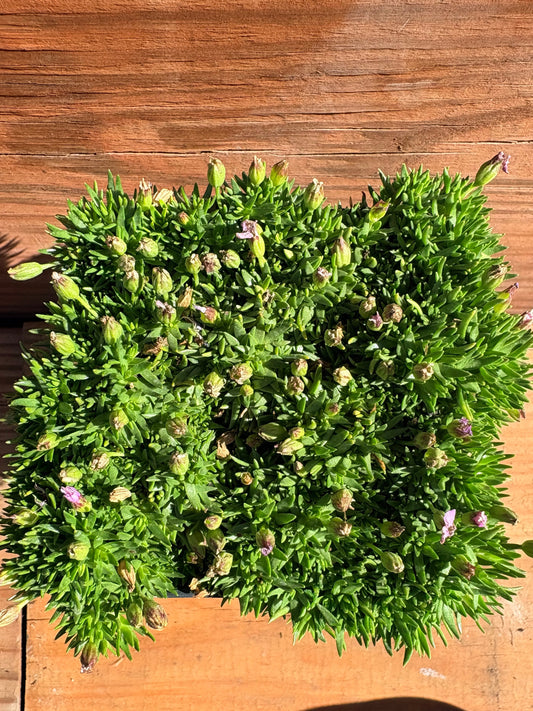 Silene acaulis 'Pedunculata'