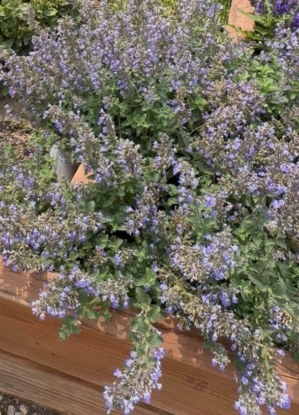 Nepeta  'Walkers Deep Blue'