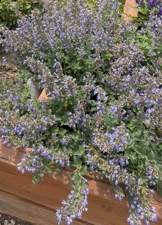 Nepeta  'Walkers Deep Blue'