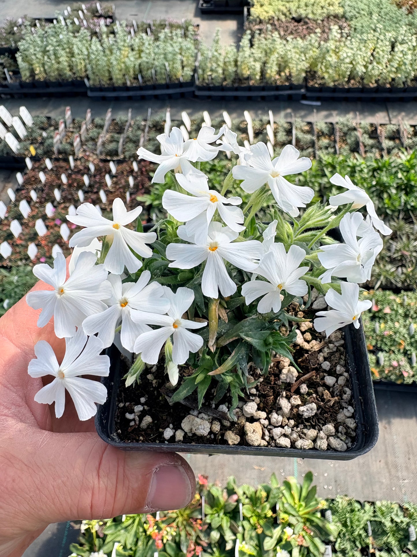 Phlox 'white out'